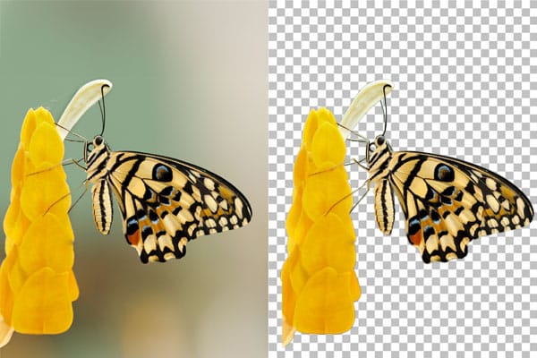 Diferencia jpg vs png